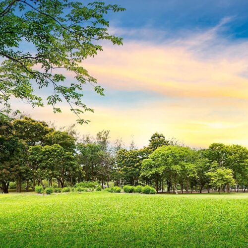 Green Park – nature in the city of London