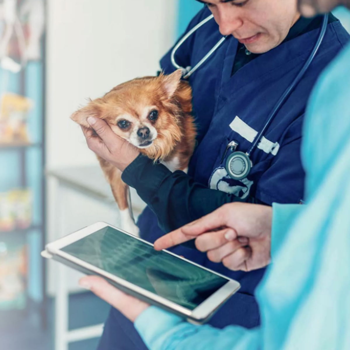 Veterinary Medicine In The Digital Age Prospects And Obstacles   MFF 