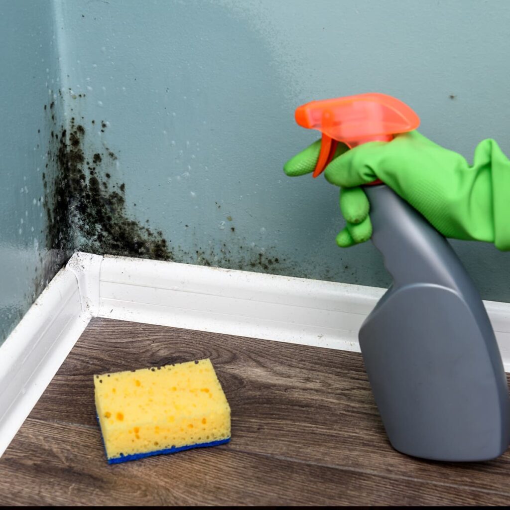 Dealing With Mould and Damp At Home